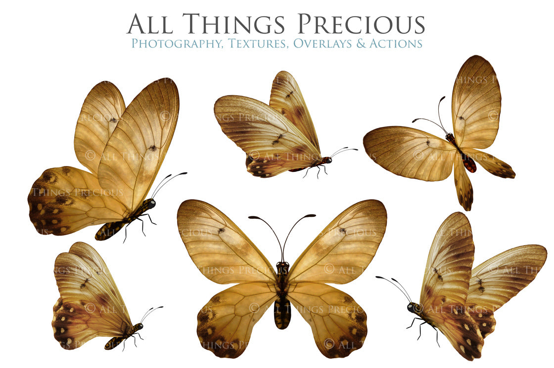 Png Digital Overlays FAIRY WINGS and BUTTERFLIES Set 2