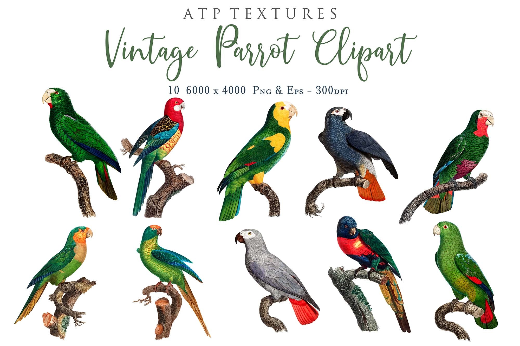 VINTAGE PARROT Set 2 - Clipart & Digital Prints
