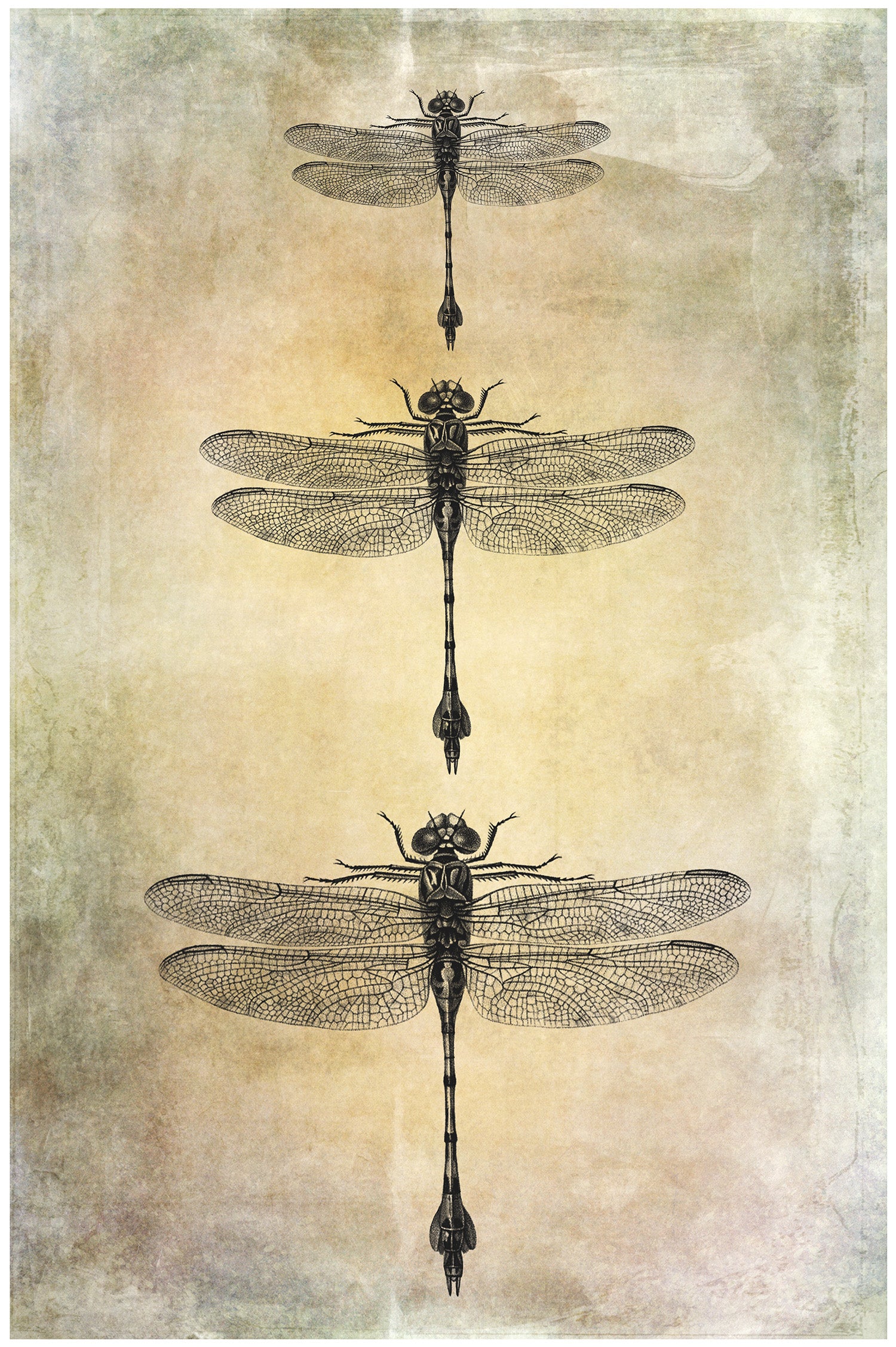 25 Beautiful Dragonfly & Damselfly photoshop Brushes. High resolution and perfect for printing without any loss in quality. ATP Textures.