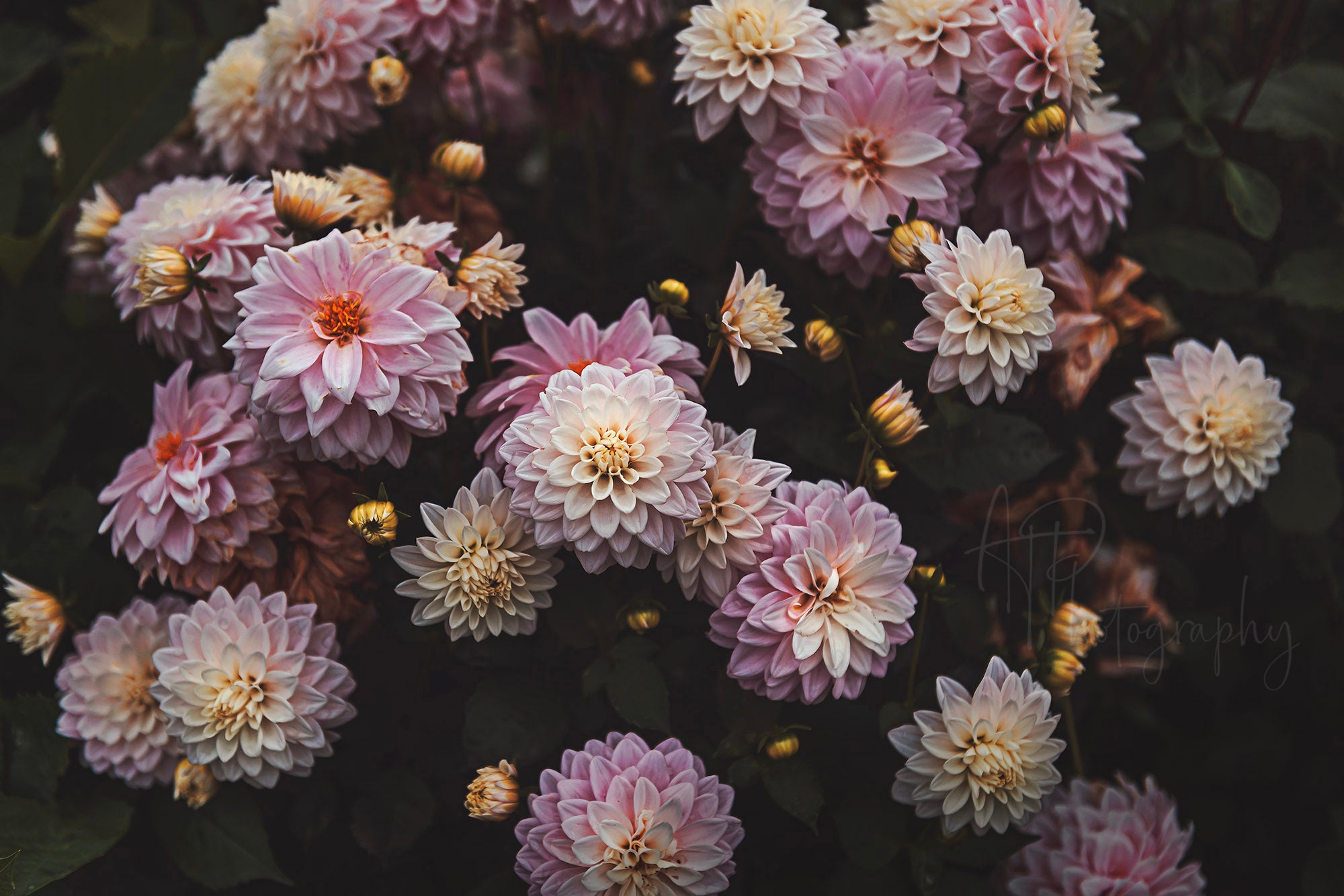 FLOWER GARDEN AT HAZELMERE
