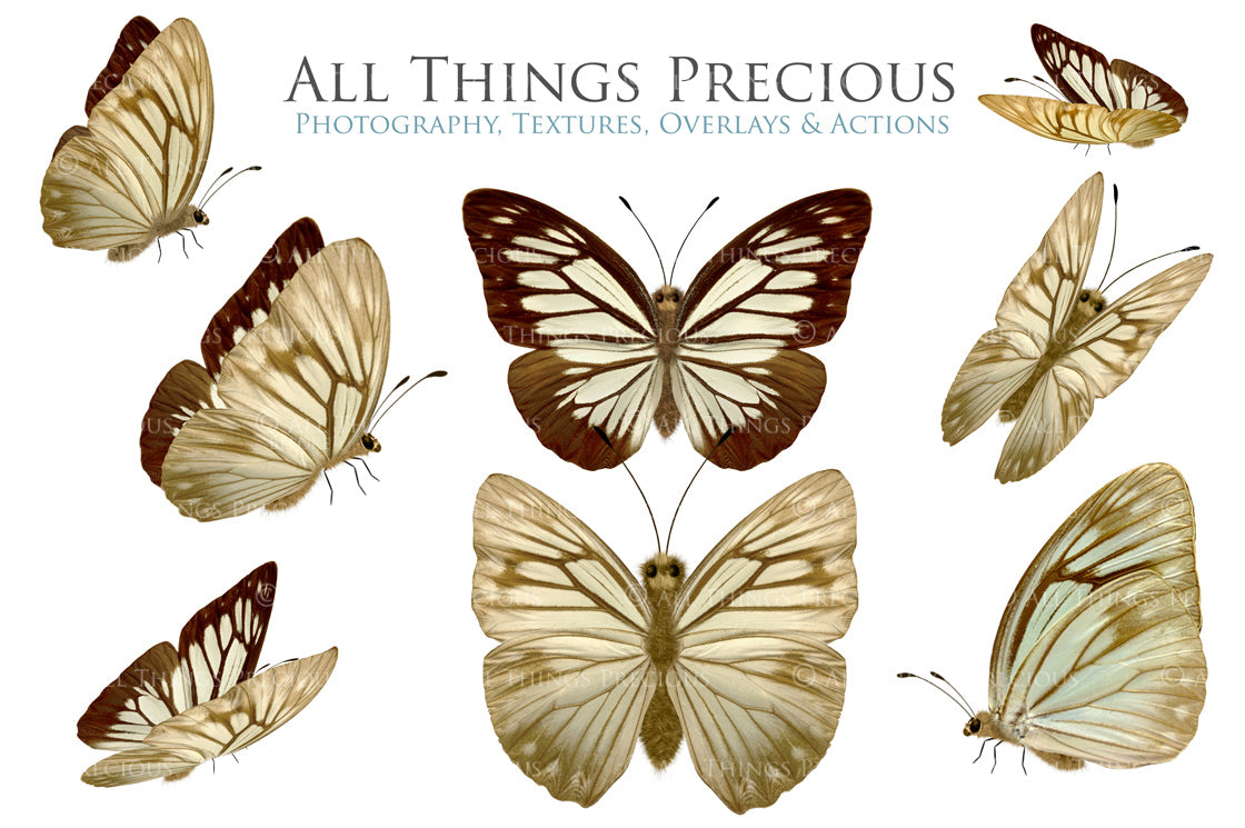 Png Digital Overlays FAIRY WINGS and BUTTERFLIES Set 5