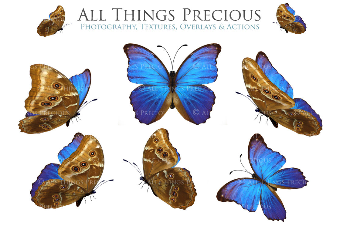 Png Digital Overlays FAIRY WINGS and BUTTERFLIES Set 4