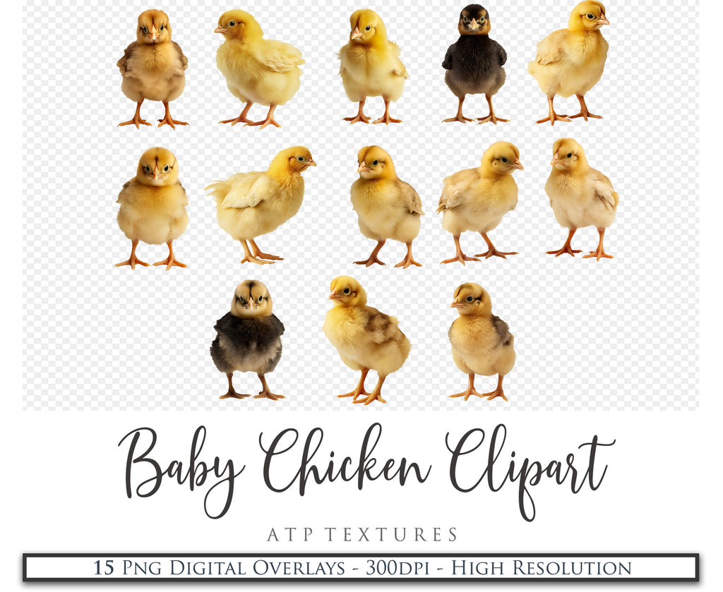 Baby chicken clipart overlays in png. Digital overlays for photography editing in photoshop. Graphic Effects and assets. lighting Add ons. ATP Textures.