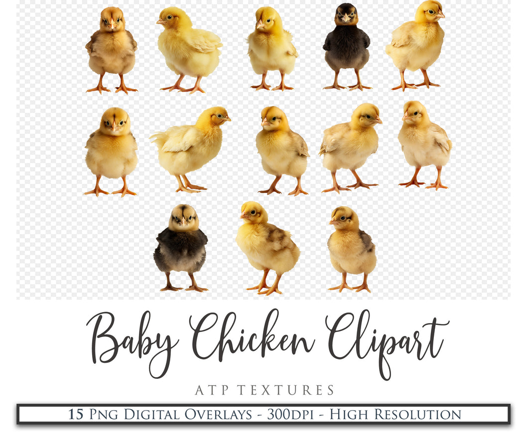 BABY CHICKEN Clipart Animals - Digital Overlays