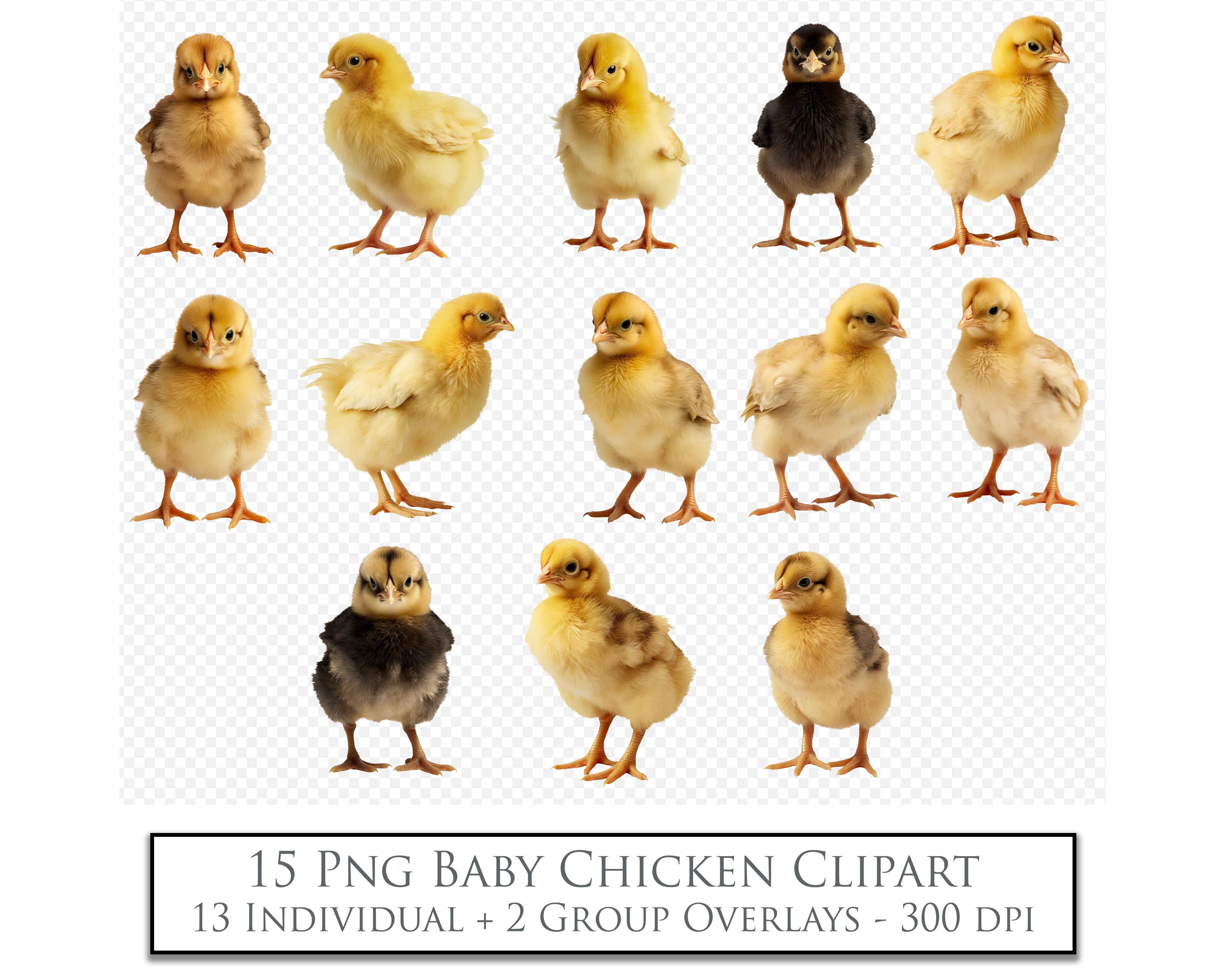 Baby chicken clipart overlays in png. Digital overlays for photography editing in photoshop. Graphic Effects and assets. lighting Add ons. ATP Textures.