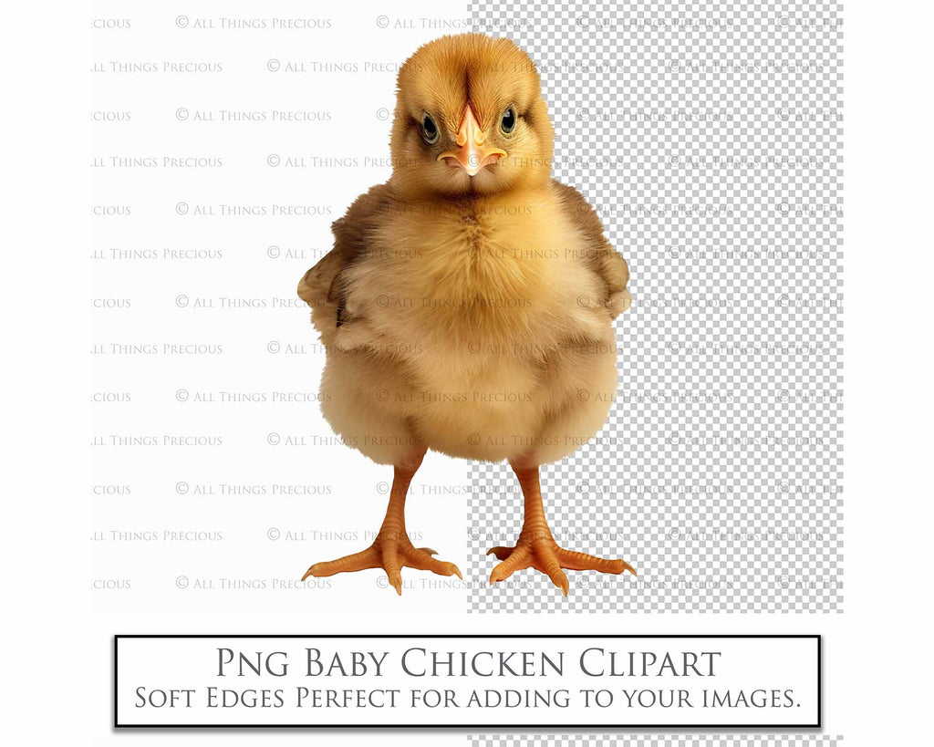 Baby chicken clipart overlays in png. Digital overlays for photography editing in photoshop. Graphic Effects and assets. lighting Add ons. ATP Textures.