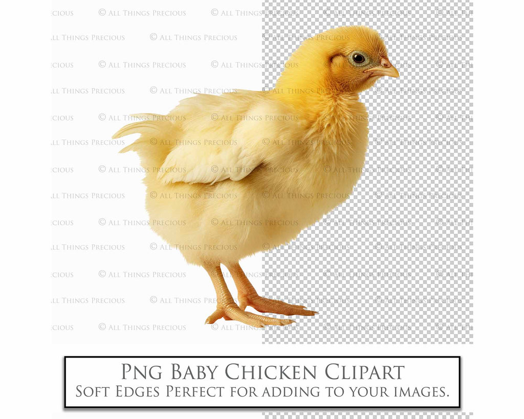 Baby chicken clipart overlays in png. Digital overlays for photography editing in photoshop. Graphic Effects and assets. lighting Add ons. ATP Textures.