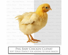 Load image into Gallery viewer, BABY CHICKEN Clipart Animals - Digital Overlays
