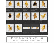 Load image into Gallery viewer, BABY CHICKEN Clipart Animals - Digital Overlays

