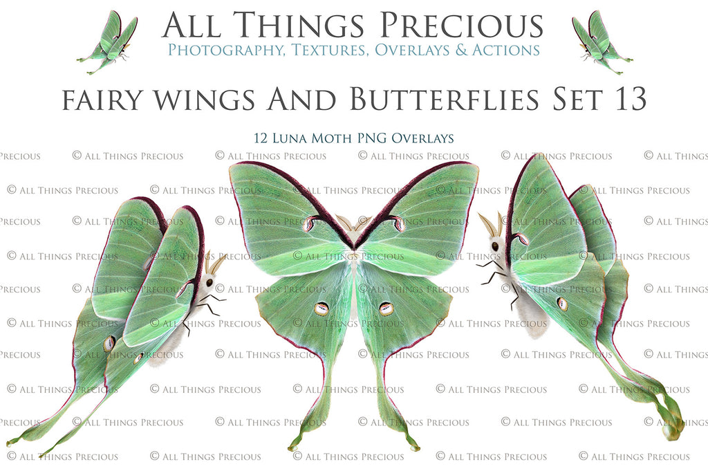 Png Digital Overlays FAIRY WINGS and LUNA MOTHS Set 13