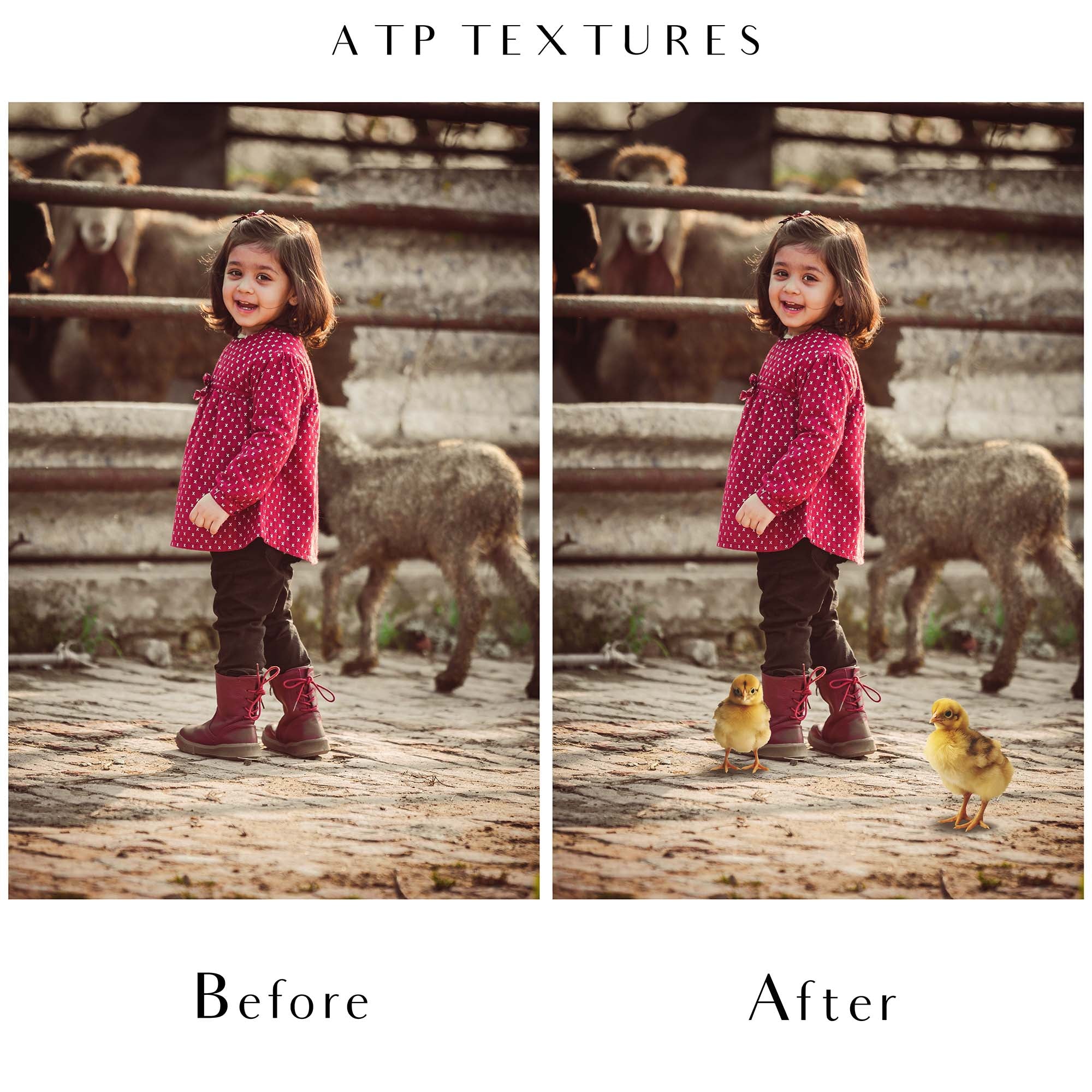 Baby chicken clipart overlays in png. Digital overlays for photography editing in photoshop. Graphic Effects and assets. lighting Add ons. ATP Textures.