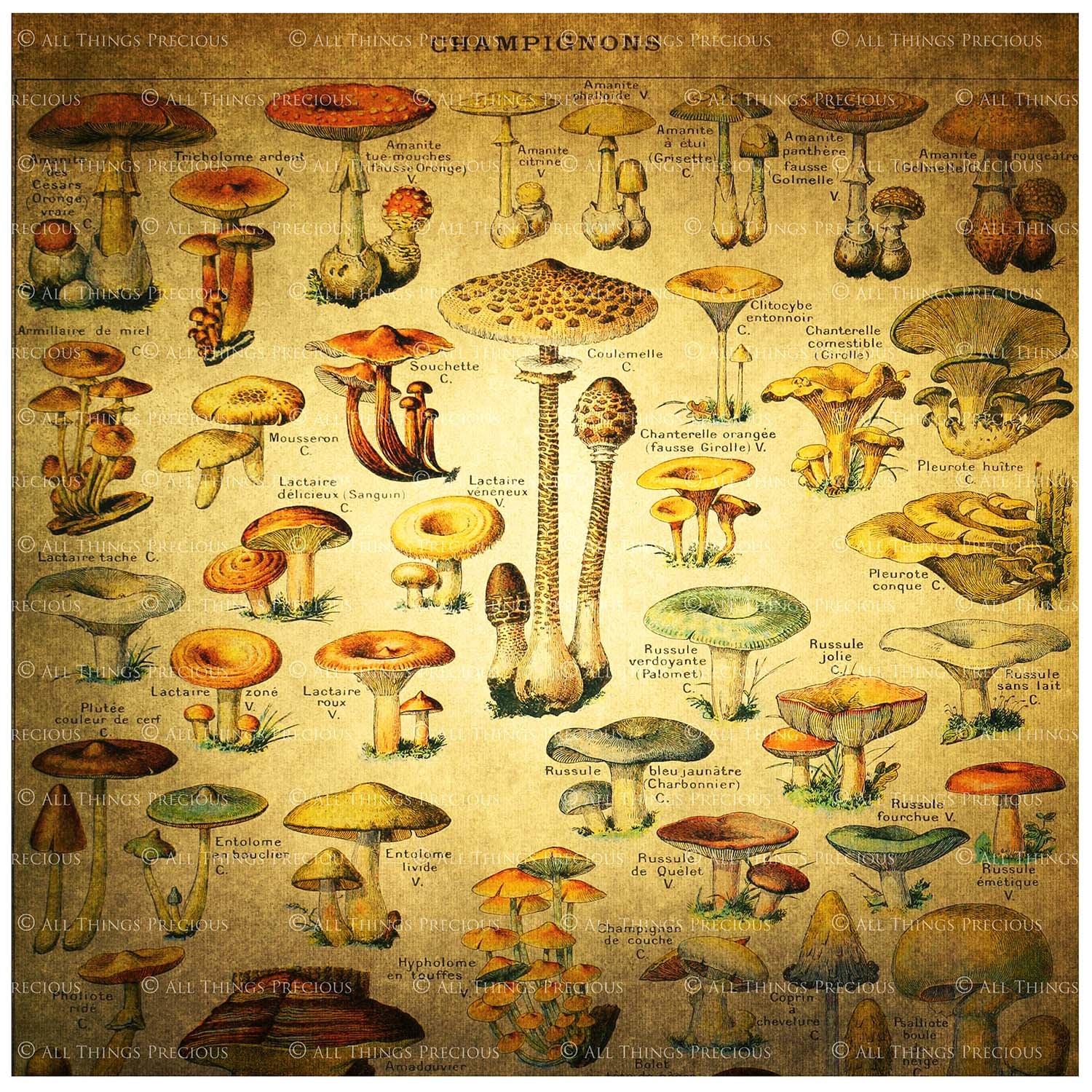 VINTAGE MUSHROOM Digital Papers