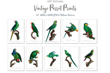 Load image into Gallery viewer, VINTAGE PARROT Set 1 - Clipart &amp; Prints
