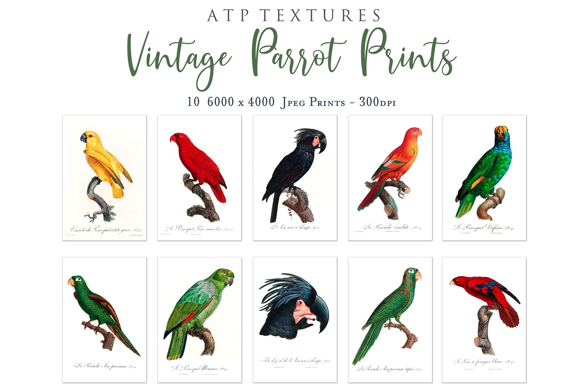 VINTAGE PARROT Set 3 - Clipart & Digital Prints