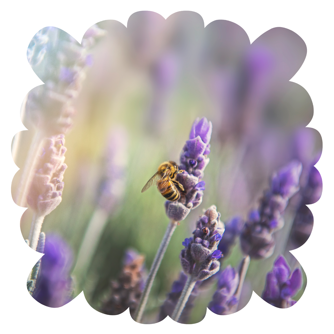 HAND DRAWN SWIRLY CLIPPING MASK FRAMES Set 3