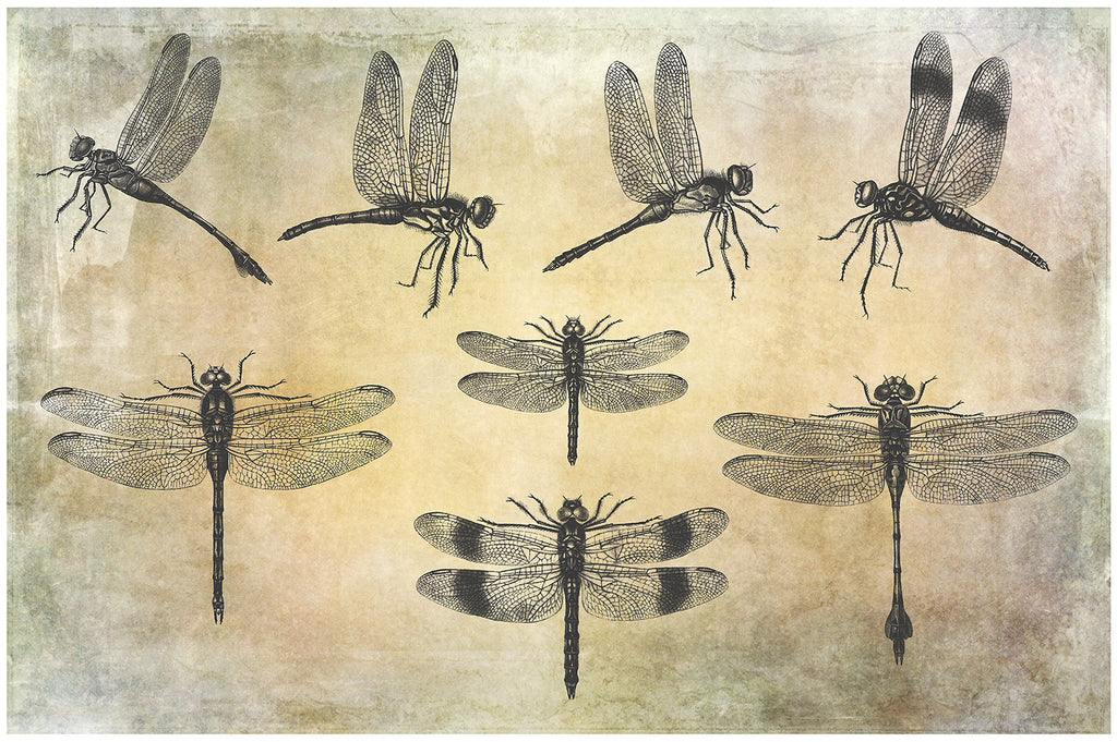 25 Beautiful Dragonfly & Damselfly photoshop Brushes. High resolution and perfect for printing without any loss in quality. ATP Textures.