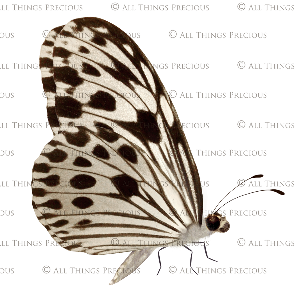 Butterfly clipart overlays for digital design. Png Sublimation Graphic assets in High resolution. Perfect for scrapbooking, photography and print. Realistic quality hand made add ons. Find these and more in my store. ATP Textures.