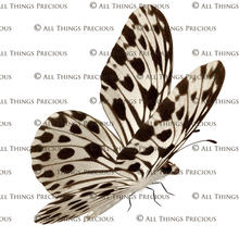 Load image into Gallery viewer, Butterfly fairy wings, Png overlays for photoshop. Photography editing. High resolution, 300dpi. Overlay for photography. Digital stock and resources. Graphic design. Wings for Photos. Colourful Faerie Wings. Butterflies. Overlays for Edits.
