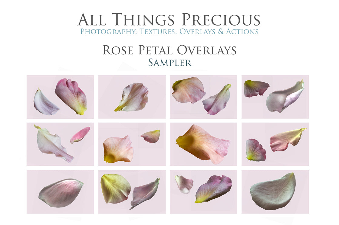 Overlay Rosa ROSE PETAL Digital Overlays