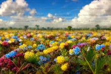 Load image into Gallery viewer, AI Digital - 24 FLOWER FIELD BACKGROUNDS - Set 1
