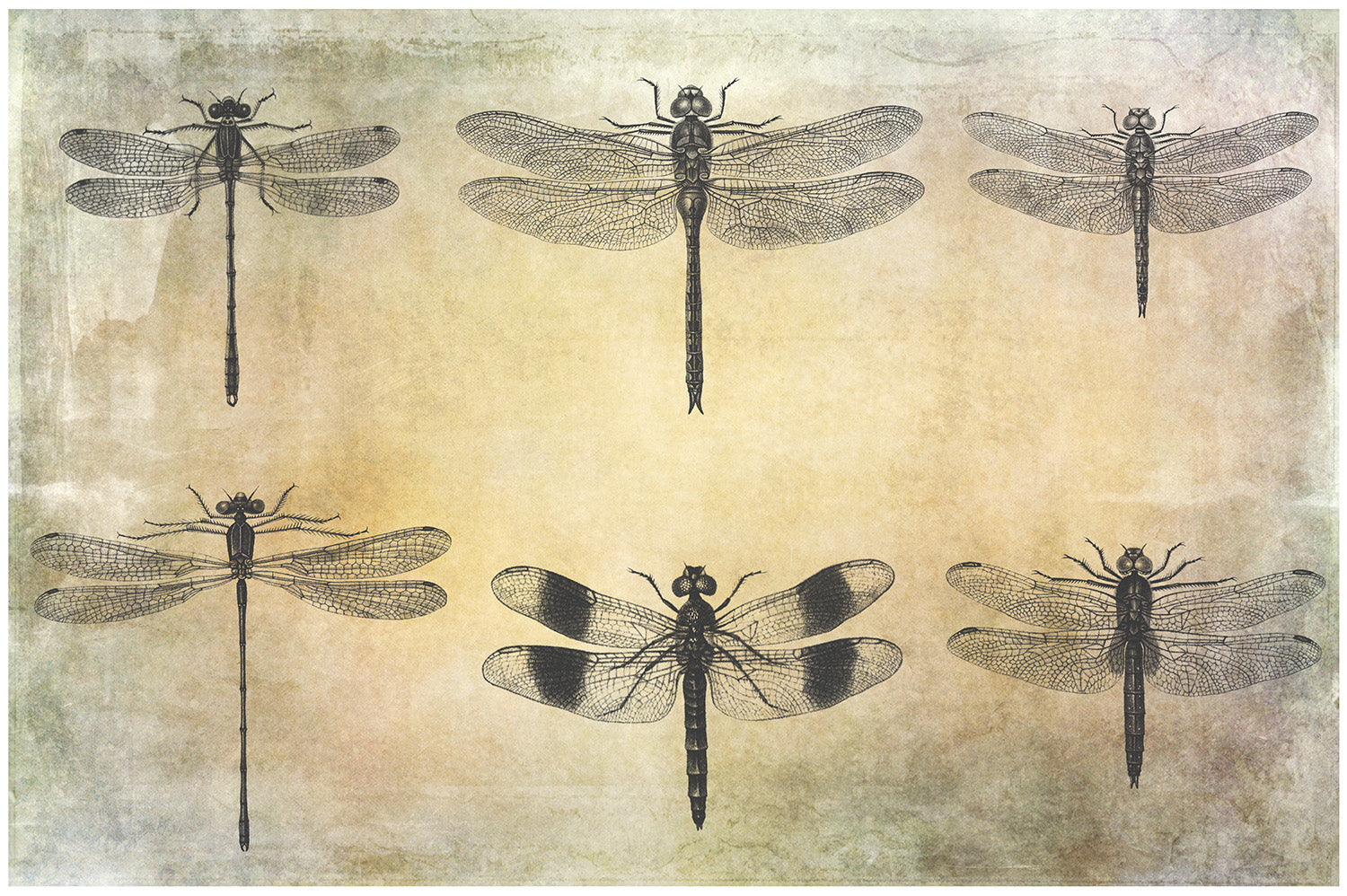 25 Beautiful Dragonfly & Damselfly photoshop Brushes. High resolution and perfect for printing without any loss in quality. ATP Textures.