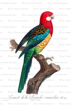 Load image into Gallery viewer, VINTAGE PARROT Set 2 - Clipart &amp; Digital Prints
