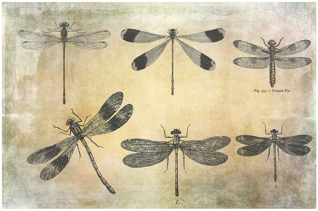 25 Beautiful Dragonfly & Damselfly photoshop Brushes. High resolution and perfect for printing without any loss in quality. ATP Textures.