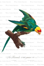 Load image into Gallery viewer, VINTAGE PARROT Set 1 - Clipart &amp; Prints

