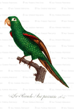 Load image into Gallery viewer, VINTAGE PARROT Set 3 - Clipart &amp; Digital Prints
