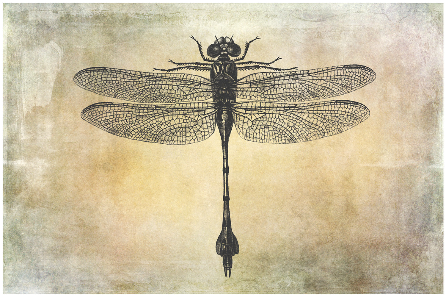 25 Beautiful Dragonfly & Damselfly photoshop Brushes. High resolution and perfect for printing without any loss in quality. ATP Textures.