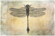 Load image into Gallery viewer, DRAGONFLY PHOTOSHOP BRUSHES
