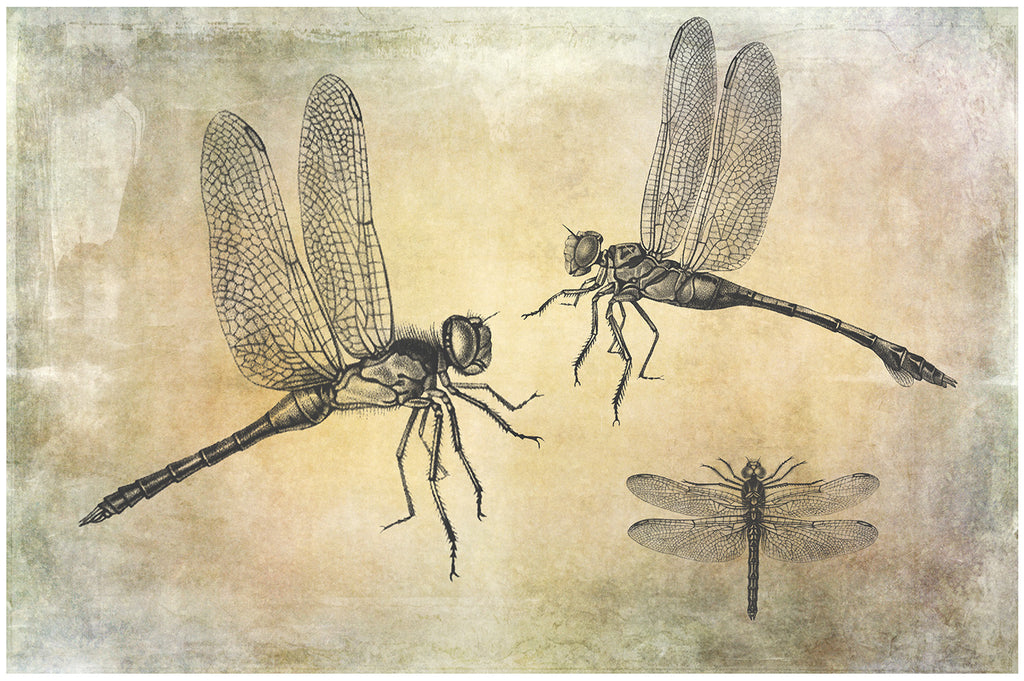 25 Beautiful Dragonfly & Damselfly photoshop Brushes. High resolution and perfect for printing without any loss in quality. ATP Textures.