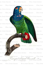 Load image into Gallery viewer, VINTAGE PARROT Set 1 - Clipart &amp; Prints
