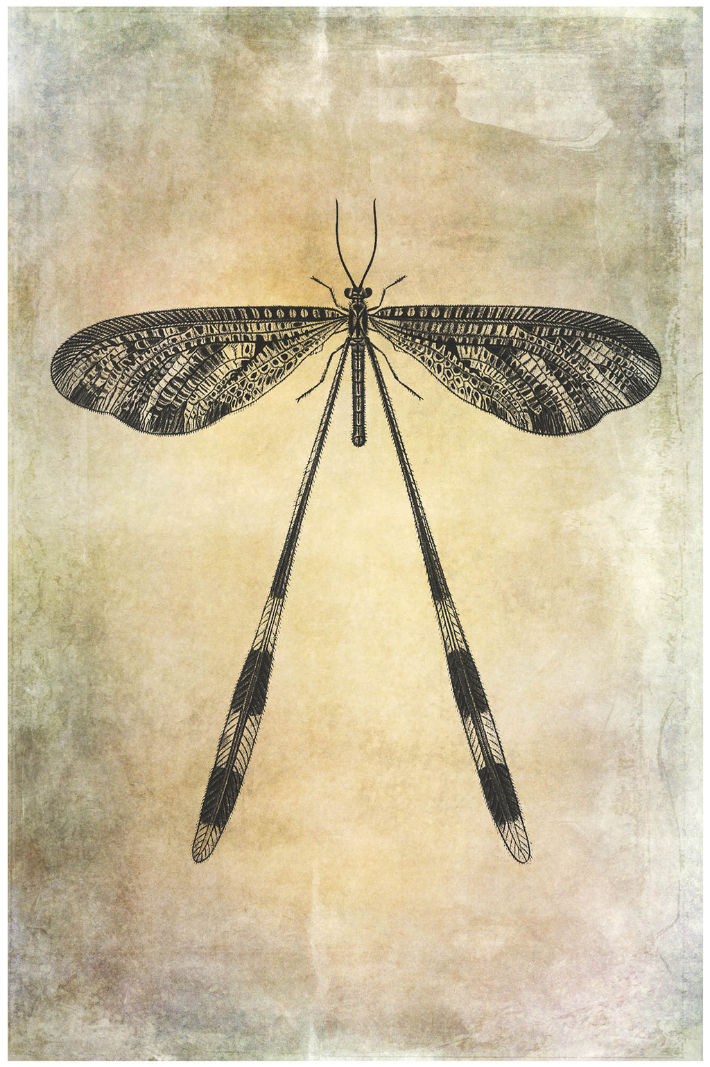 25 Beautiful Dragonfly & Damselfly photoshop Brushes. High resolution and perfect for printing without any loss in quality. ATP Textures.