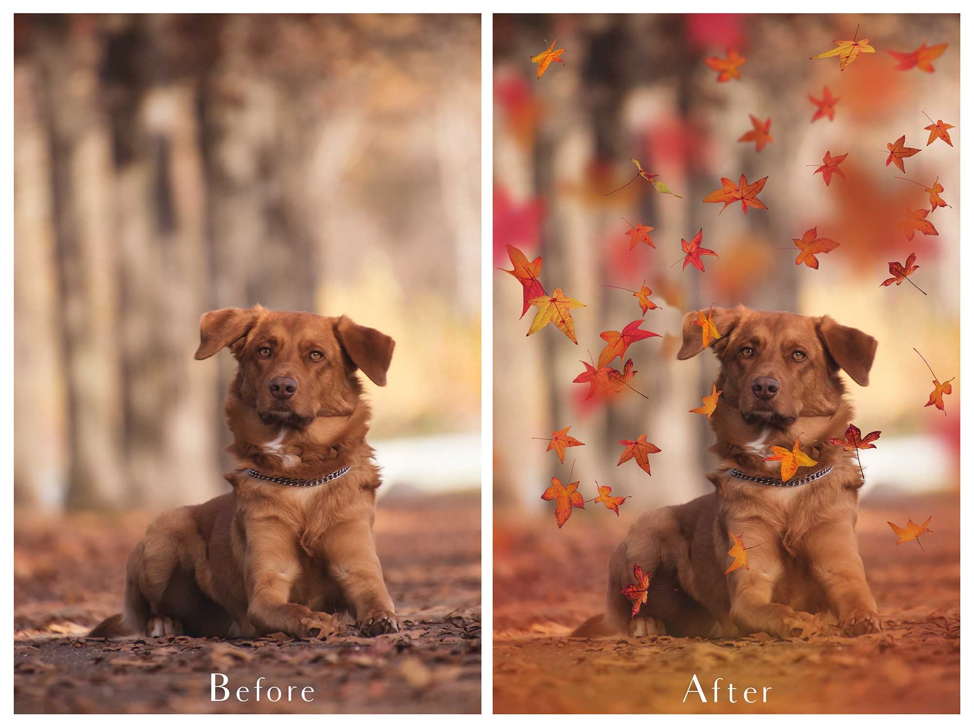 AUTUMN / FALL LEAF OVERLAYS Digital Overlays