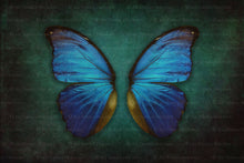 Load image into Gallery viewer, DIGITAL BACKDROP - Butterflies Set 1
