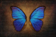 Load image into Gallery viewer, DIGITAL BACKDROP - Butterflies Set 1
