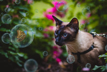 Load image into Gallery viewer, BUTTERFLIES IN BUBBLES Digital Overlays
