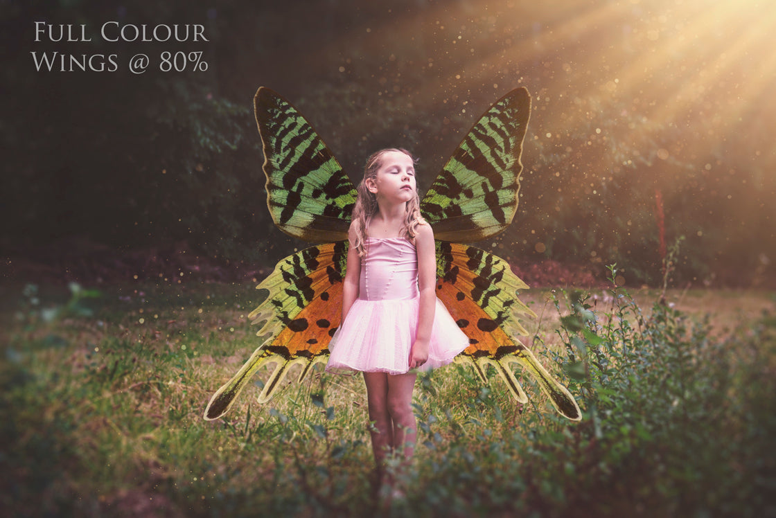 Butterfly fairy wings, Png overlays for photoshop. Photography editing. High resolution, 300dpi. Overlay for photography. Digital stock and resources. Graphic design. Wings for Photos. Colourful Faerie Wings.