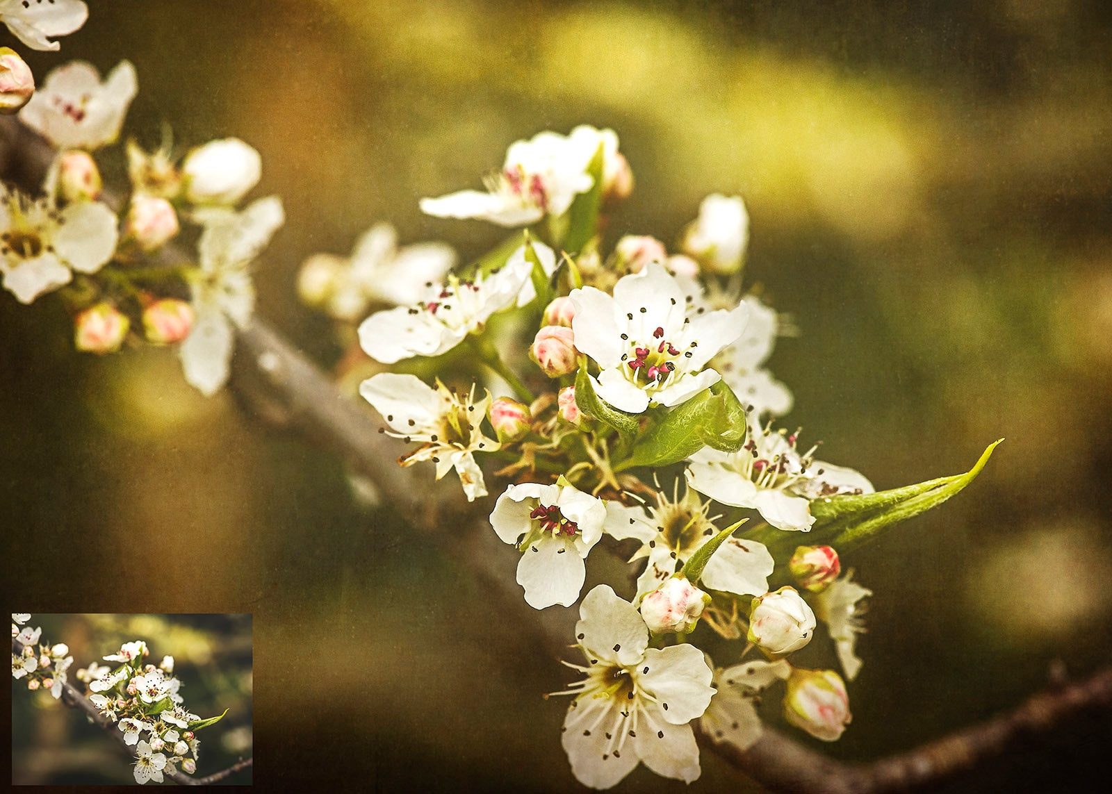 Warm Tinted Textures. Fine art texture for photographers, digital editing. Photo Overlays. Antique, Old World, Grunge, Light, Bundle. Textured printable Canvas, Colour, black and white, Bundle. High resolution, 300dpi Graphic Assets for photography, digital scrapbooking and design. By ATP Textures