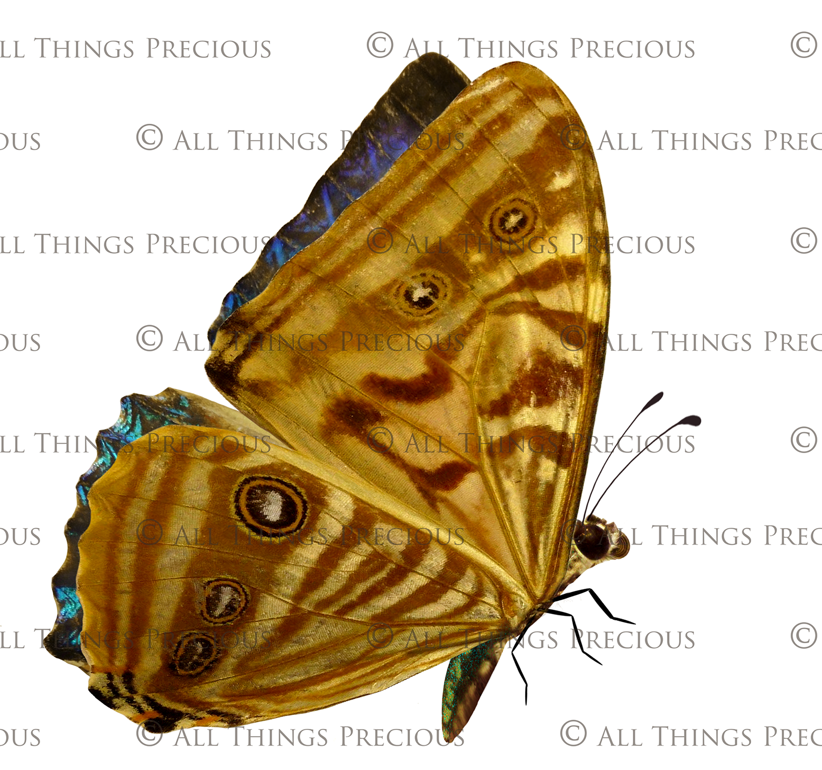 Butterfly fairy wings, Png overlays for photoshop. Photography editing. High resolution, 300dpi. Overlay for photography. Digital stock and resources. Graphic design. Wings for Photos. Colourful Faerie Wings. Butterflies. Overlays for Edits.