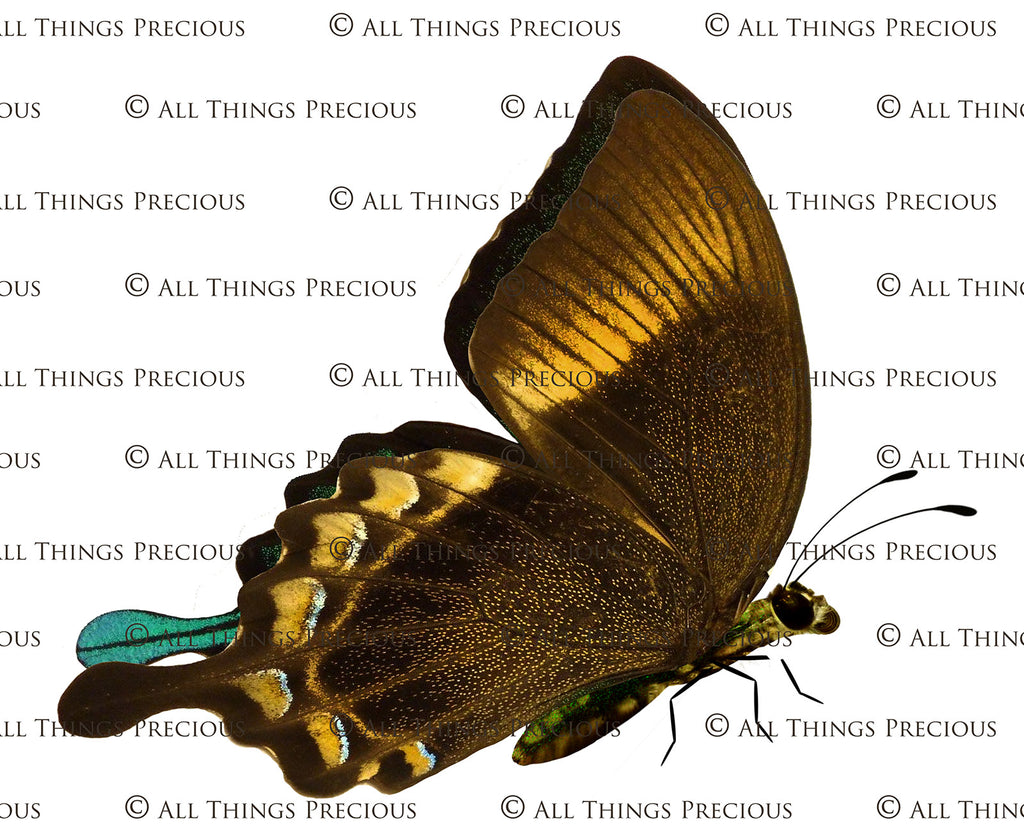 Butterfly fairy wings, Png overlays for photoshop. Photography editing. High resolution, 300dpi. Overlay for photography. Digital stock and resources. Graphic design. Wings for Photos. Colourful Faerie Wings. Butterflies. Overlays for Edits.