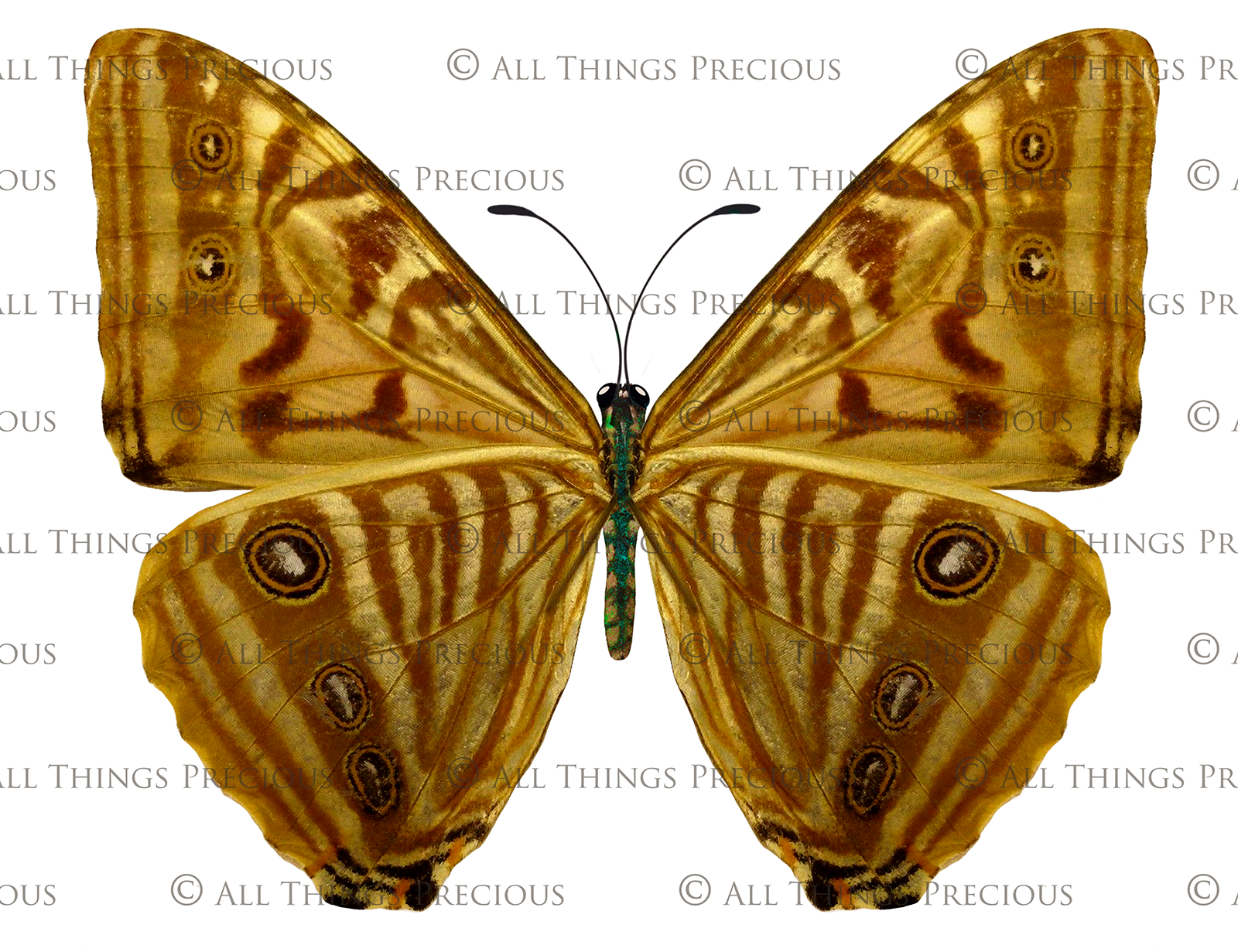 Butterfly fairy wings, Png overlays for photoshop. Photography editing. High resolution, 300dpi. Overlay for photography. Digital stock and resources. Graphic design. Wings for Photos. Colourful Faerie Wings. Butterflies. Overlays for Edits.