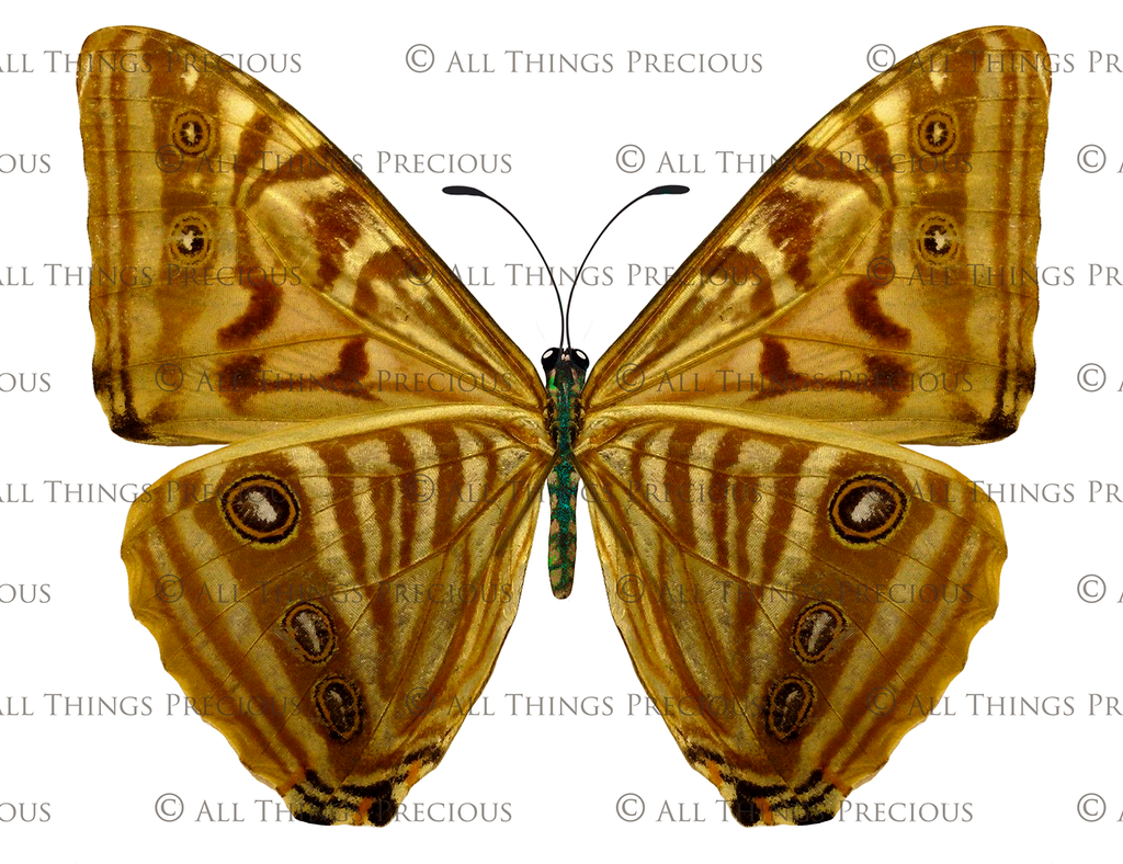 Butterfly fairy wings, Png overlays for photoshop. Photography editing. High resolution, 300dpi. Overlay for photography. Digital stock and resources. Graphic design. Wings for Photos. Colourful Faerie Wings. Butterflies. Overlays for Edits.