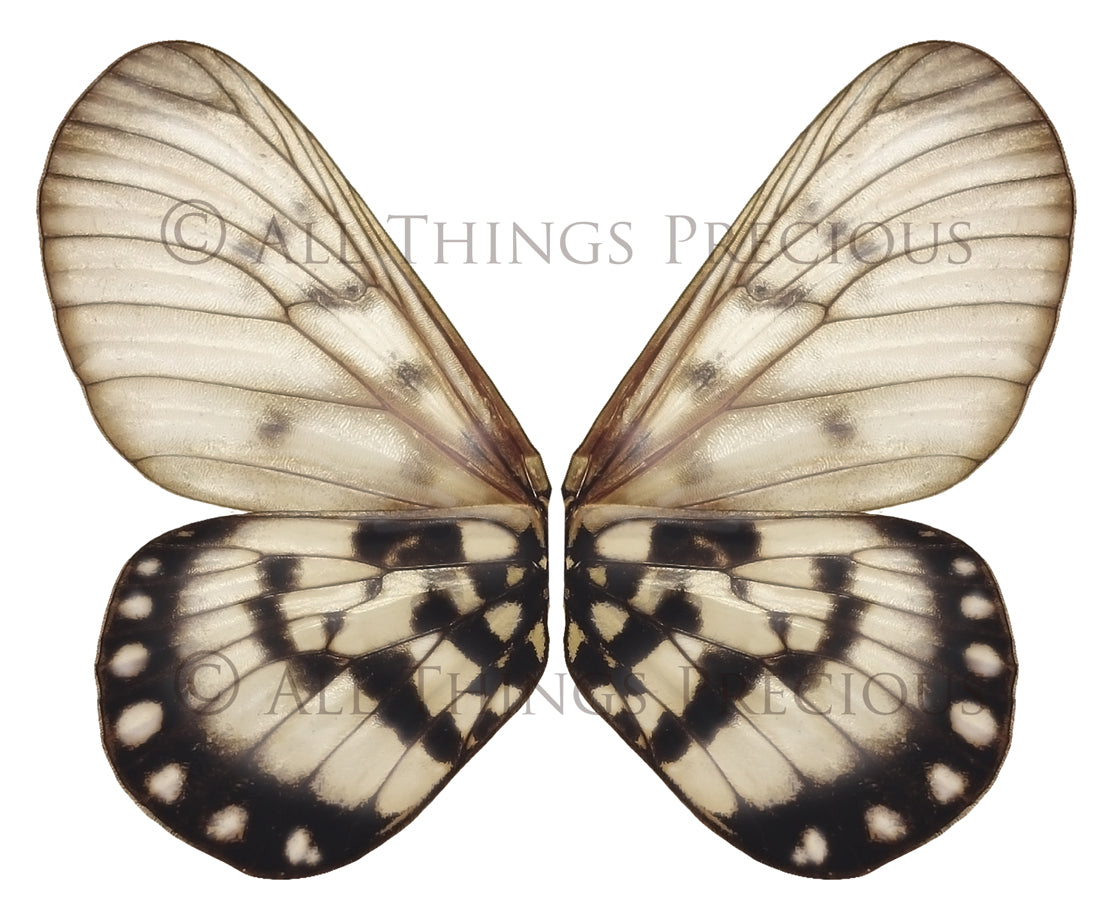 Butterfly fairy wings, Png overlays for photoshop. Photography editing. High resolution, 300dpi fairy wings. Overlays for photography. Digital stock and resources. Graphic design. Fairy Photos. Colourful Fairy wings. Faerie Wings.