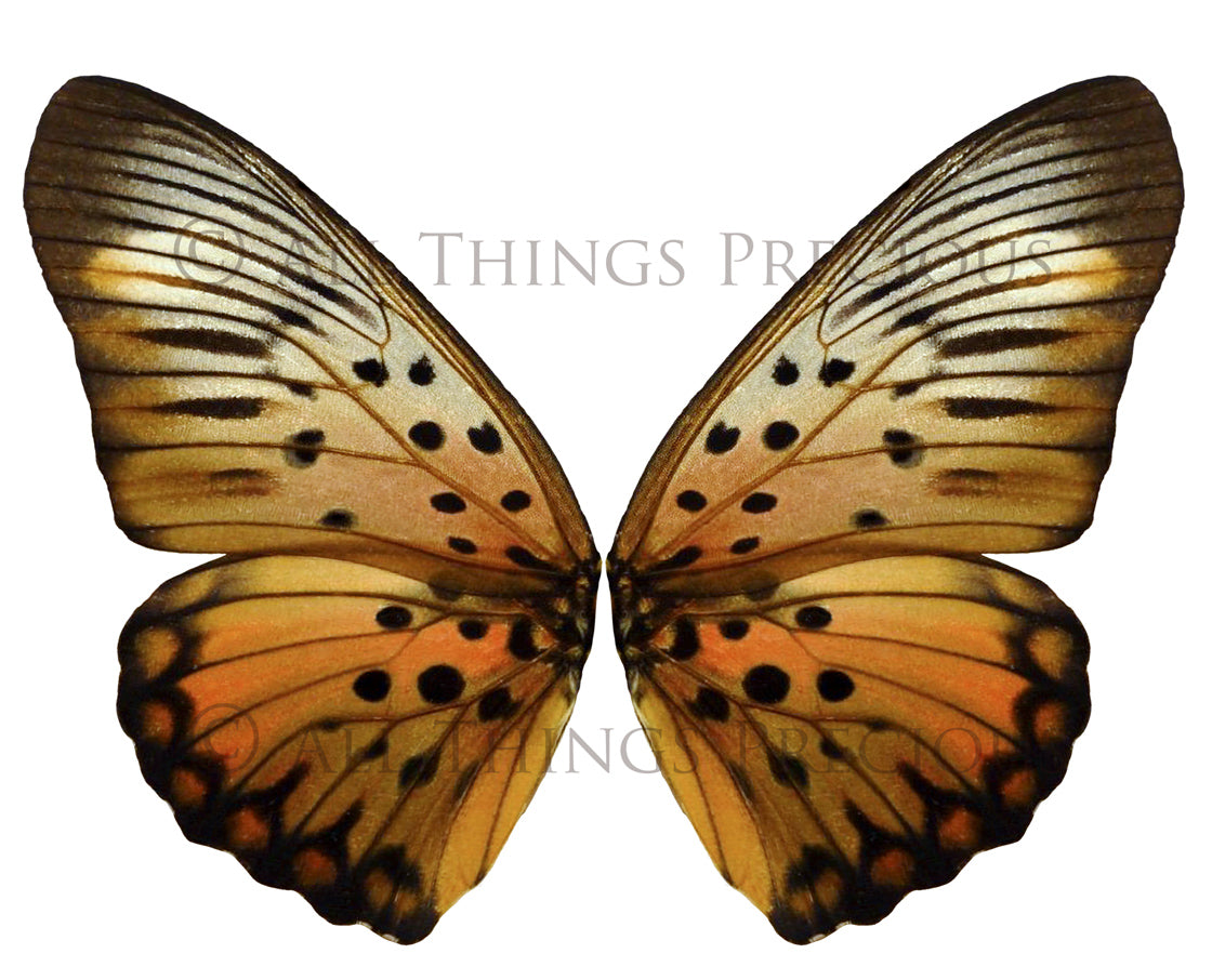 Butterfly fairy wings, Png overlays for photoshop. Photography editing. High resolution, 300dpi fairy wings. Overlays for photography. Digital stock and resources. Graphic design. Fairy Photos. Colourful Fairy wings. Faerie Wings.