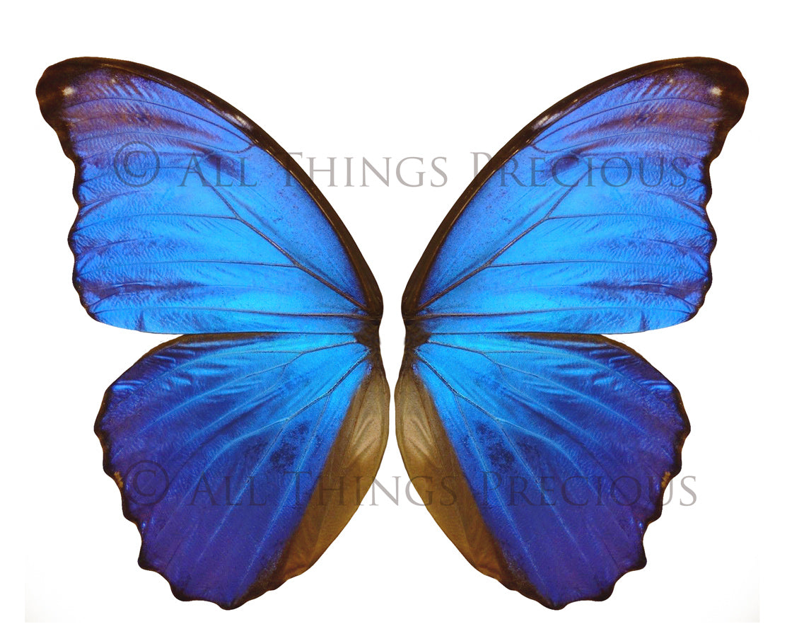 Butterfly fairy wings, Png overlays for photoshop. Photography editing. High resolution, 300dpi fairy wings. Overlays for photography. Digital stock and resources. Graphic design. Fairy Photos. Colourful Fairy wings. Faerie Wings.