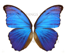 Load image into Gallery viewer, Butterfly fairy wings, Png overlays for photoshop. Photography editing. High resolution, 300dpi fairy wings. Overlays for photography. Digital stock and resources. Graphic design. Fairy Photos. Colourful Fairy wings. Faerie Wings.
