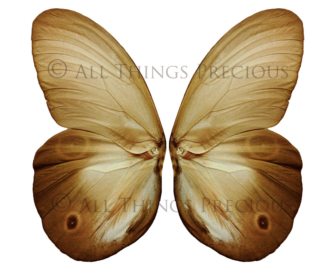 Butterfly fairy wings, Png overlays for photoshop. Photography editing. High resolution, 300dpi fairy wings. Overlays for photography. Digital stock and resources. Graphic design. Fairy Photos. Colourful Fairy wings. Faerie Wings.