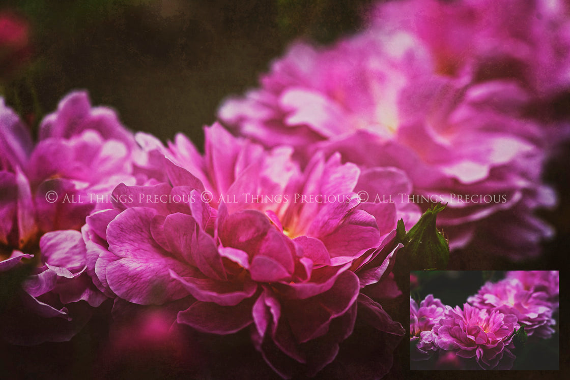 Rich warm and Creamy tinted textures. Fine Art Texture for photographers and digital editing. Photo Overlays. Antique, Vintage, Grunge, Light, Dark Bundle. Textured printable Canvas, Colour, Monochrome, Bundle. High resolution, 300dpi Graphic Assets for photography, digital scrapbooking and design. By ATP Textures